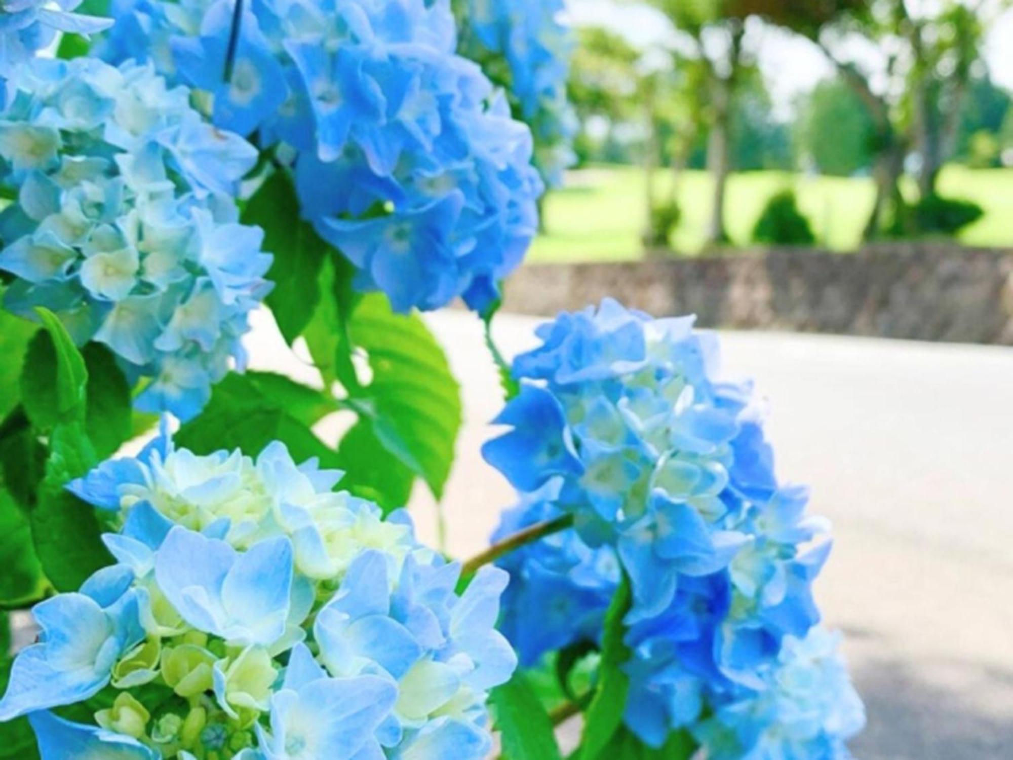 Hakone Yunohana Prince Hotel Kanagawa Dış mekan fotoğraf