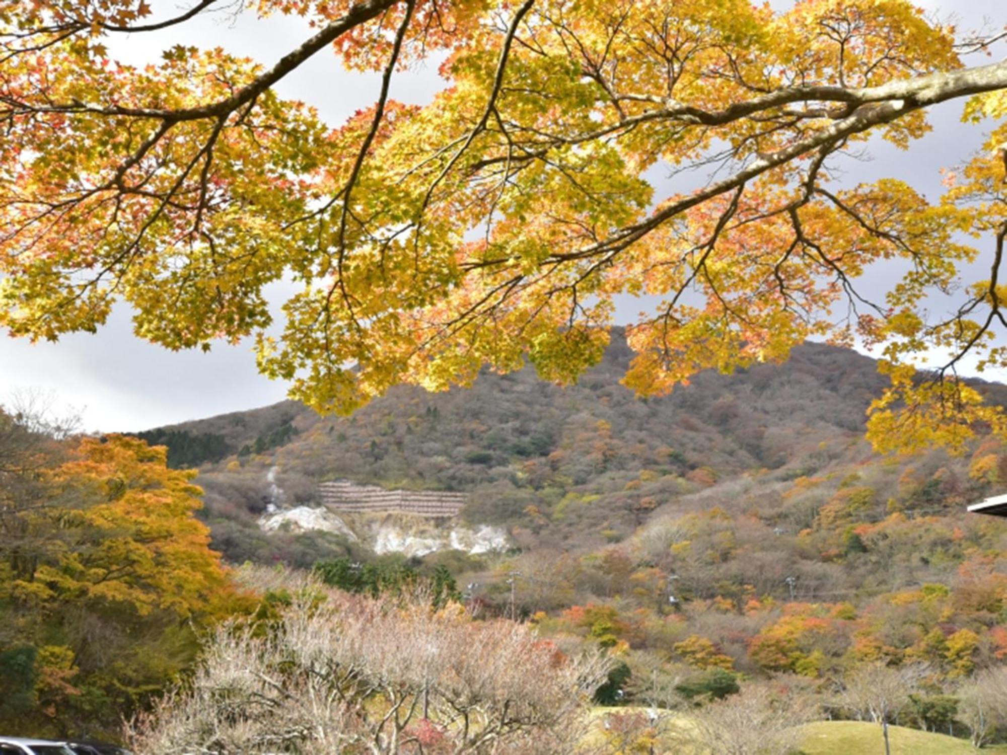 Hakone Yunohana Prince Hotel Kanagawa Dış mekan fotoğraf